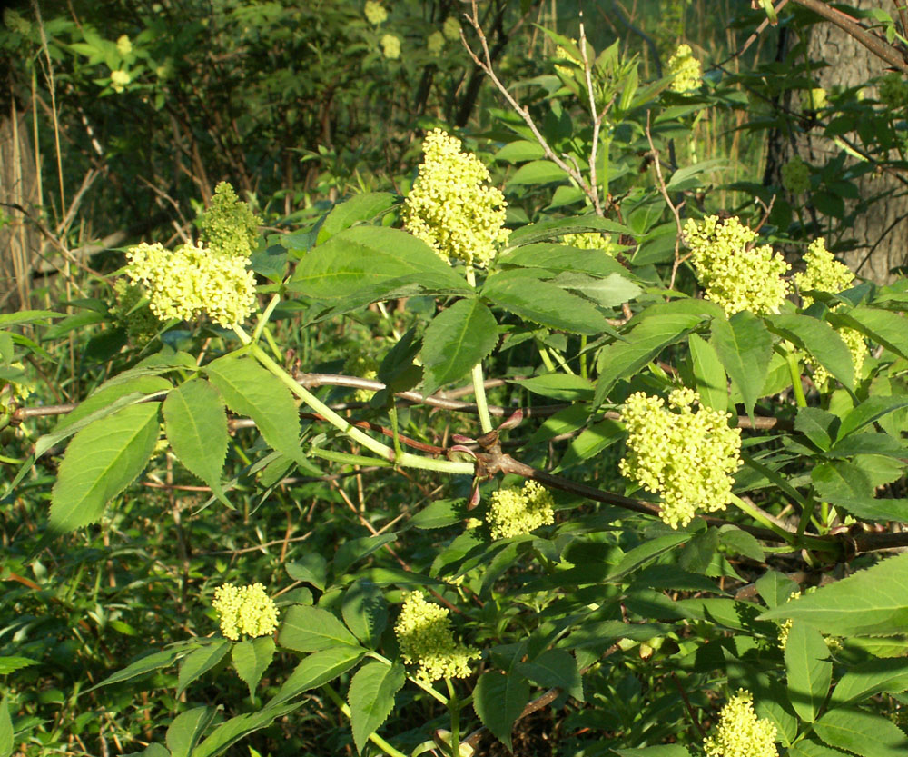 Image of Sambucus racemosa specimen.