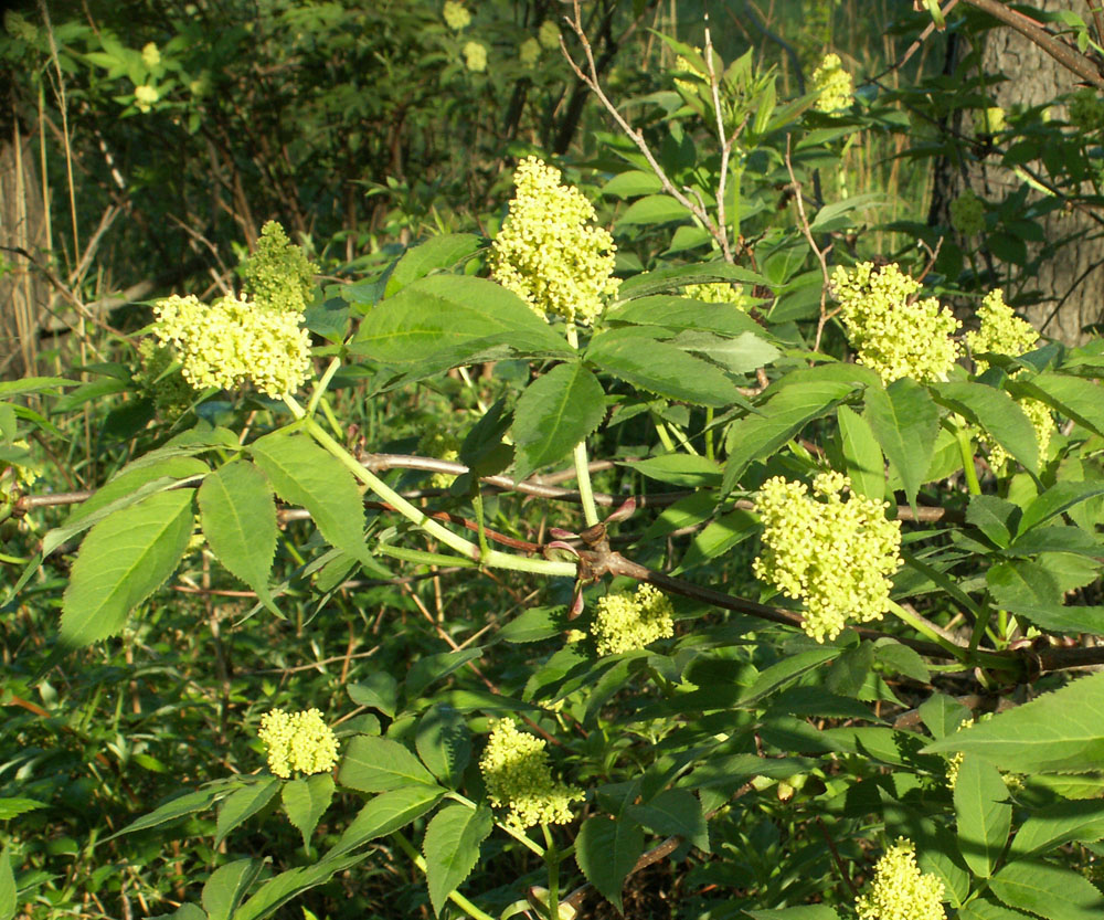 Изображение особи Sambucus racemosa.