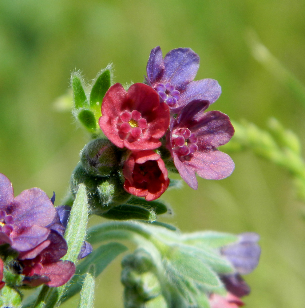 Изображение особи Cynoglossum officinale.