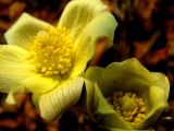 genus Pulsatilla