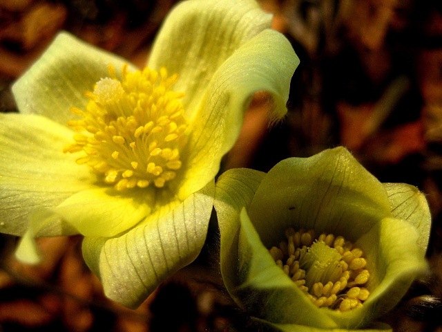 Image of genus Pulsatilla specimen.