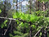 Larix sukaczewii. Ветвь. Ленинградская обл., окр. пос. Рощино. 25 мая 2012 г.