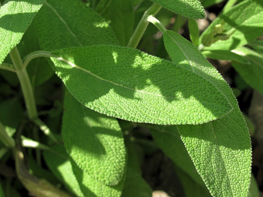 Image of Salvia officinalis specimen.