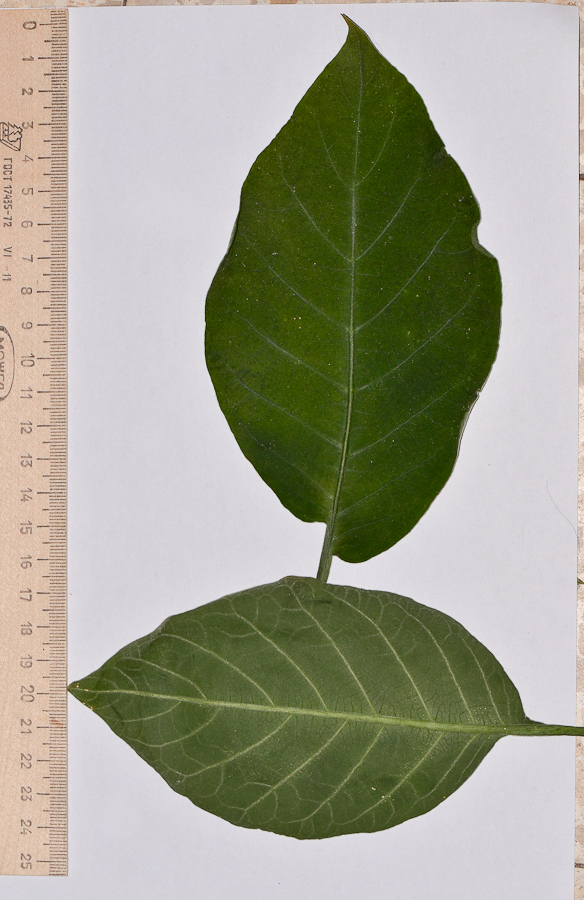 Изображение особи Brugmansia arborea.