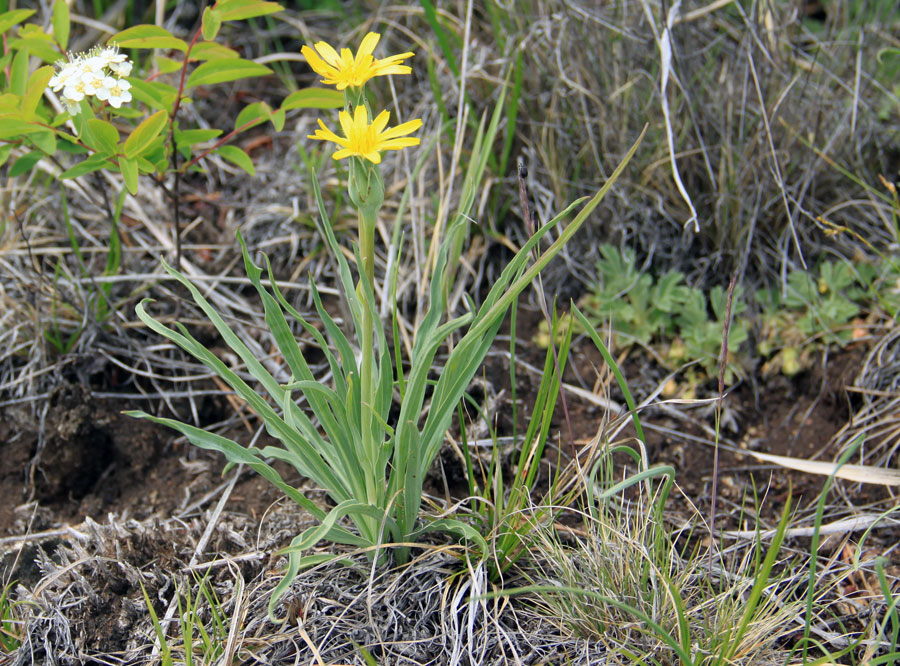 Image of Scorzonera radiata specimen.