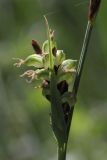 Carex panicea