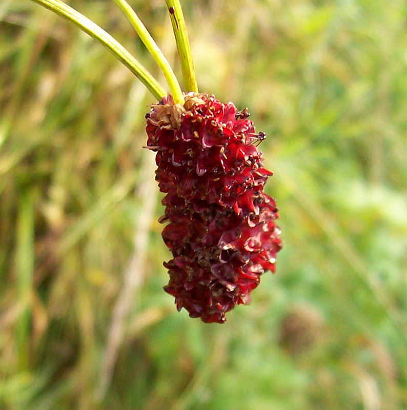 Image of Sanguisorba officinalis specimen.