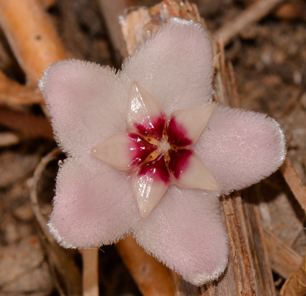 Изображение особи Hoya carnosa.