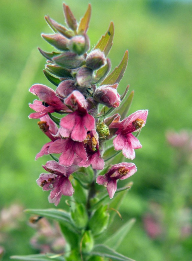 Изображение особи Odontites vulgaris.