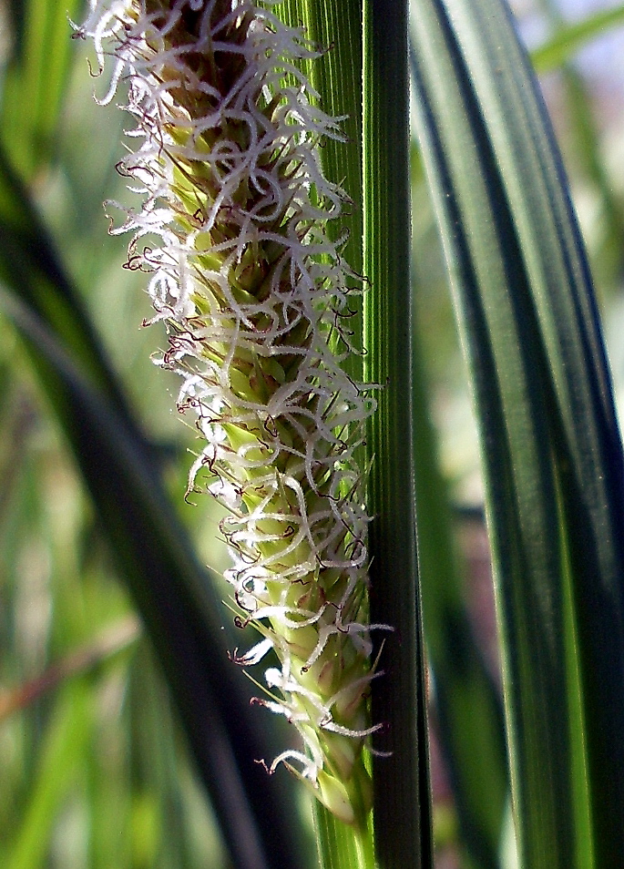 Изображение особи Carex atherodes.