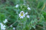 Euphrasia pectinata