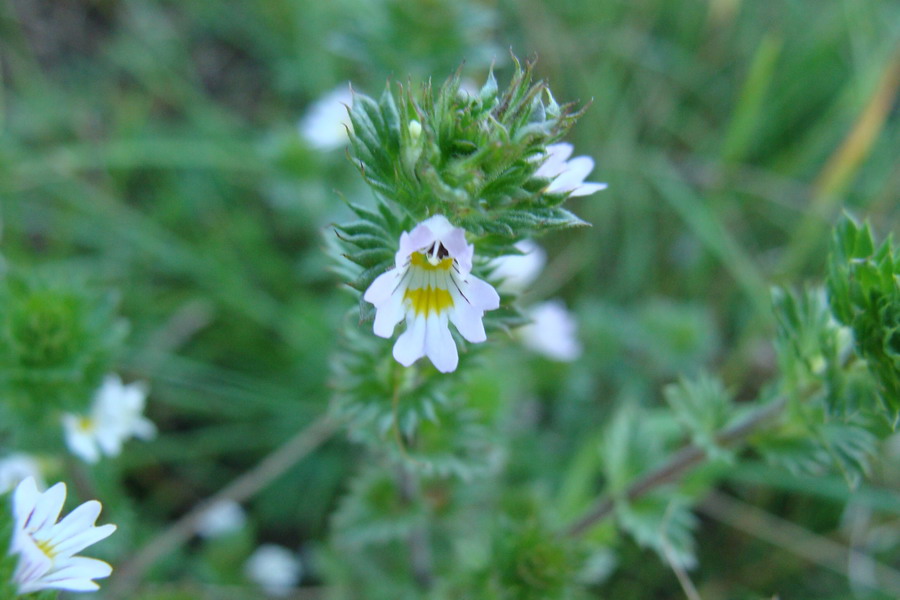 Изображение особи Euphrasia pectinata.