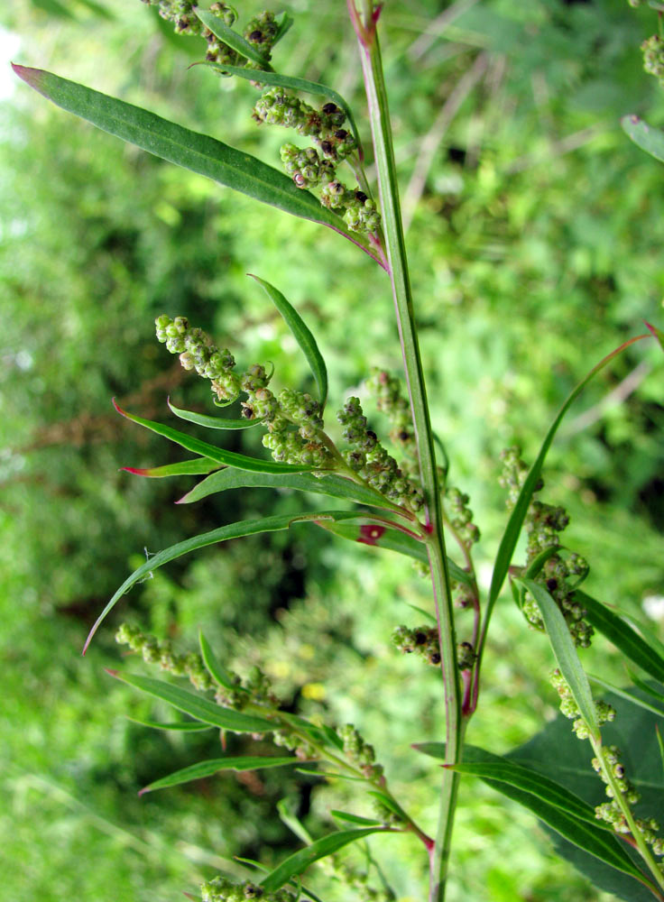 Image of Chenopodium striatiforme specimen.