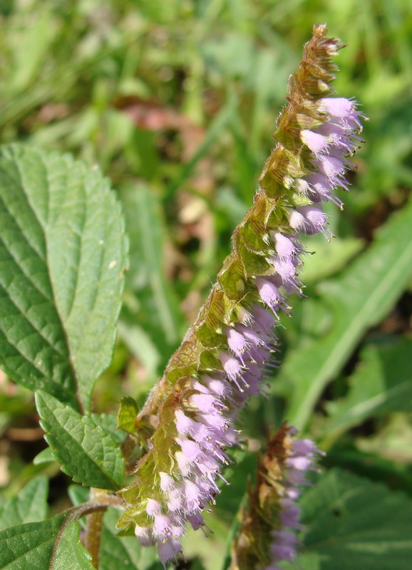 Image of Elsholtzia ciliata specimen.