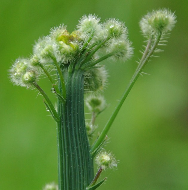 Image of Tolpis virgata specimen.