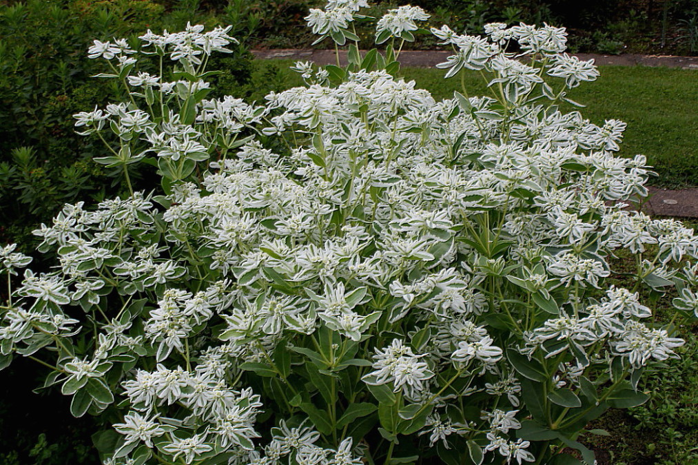 Изображение особи Euphorbia marginata.