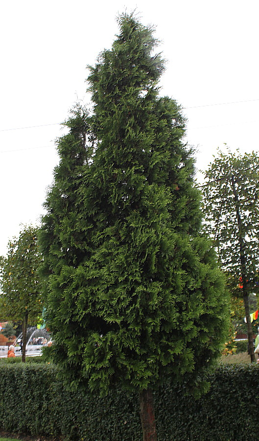 Image of Thuja plicata specimen.