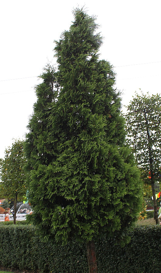 Изображение особи Thuja plicata.