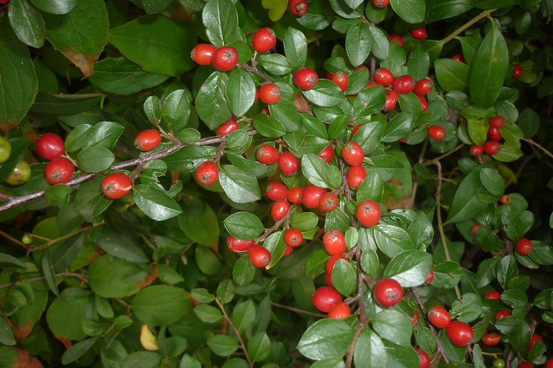 Изображение особи род Cotoneaster.