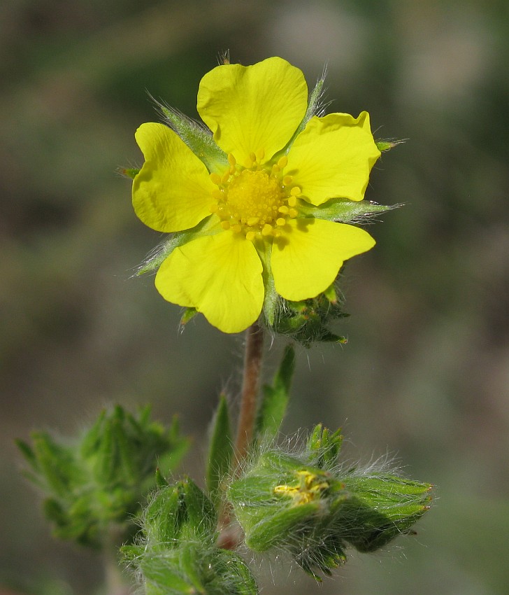 Image of Potentilla pedata specimen.