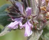 род Stachys