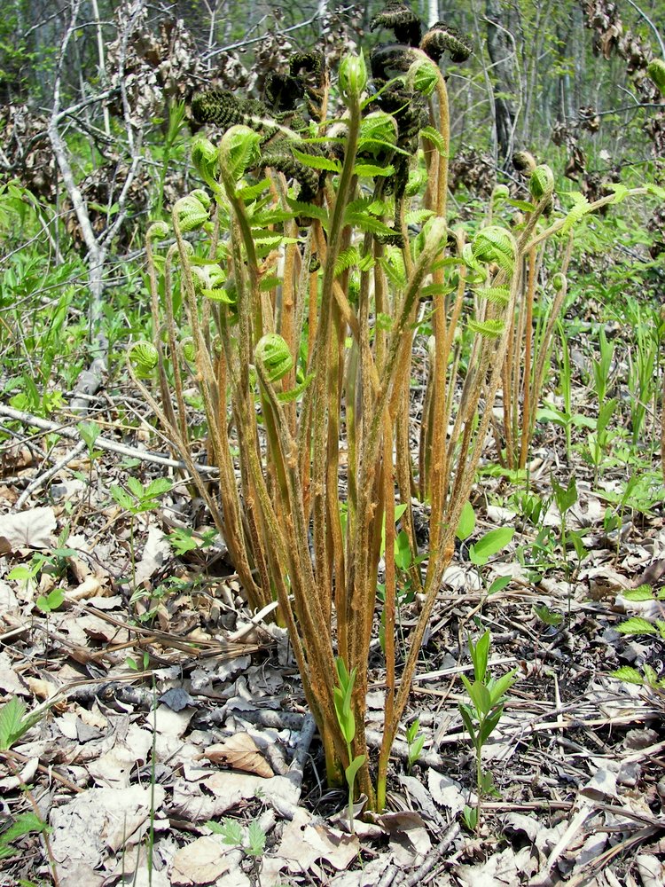 Изображение особи Osmundastrum asiaticum.