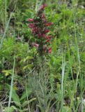 Echium russicum. Верхушка цветущего растения. Московская обл., Серебрянопрудский р-н, степной склон у р. Полосня. 01.07.2012.