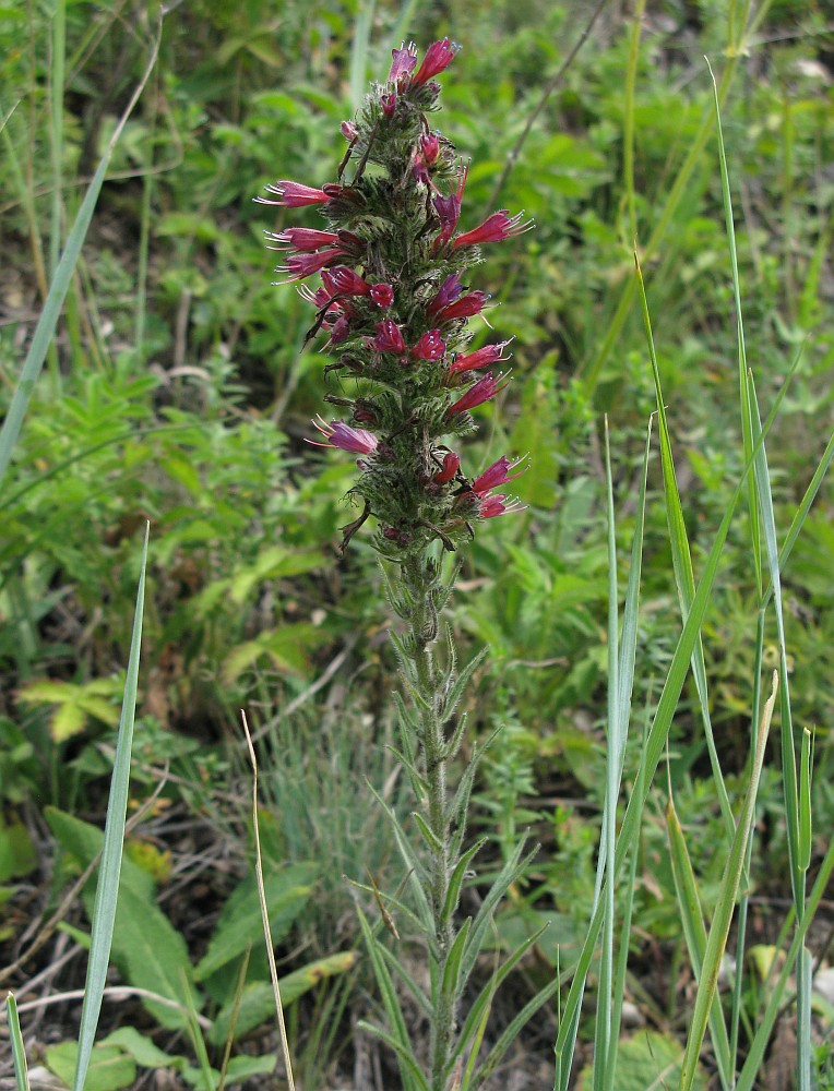 Изображение особи Echium russicum.