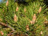 Pinus sylvestris. Побеги с нераскрывшимися микростробилами. Хабаровский край, Ванинский р-н, окр. пос. Высокогорный, в культуре. 31.05.2012.