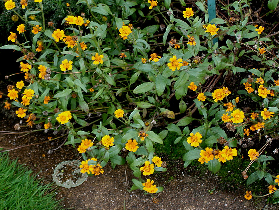 Изображение особи Tridax trilobata.