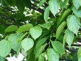 genus Celtis