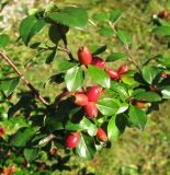 Cotoneaster divaricatus. Ветка с соплодиями. Словения, Гореньска, г. Блед, остров на Бледском озере, под скалой. 09.09.2012.