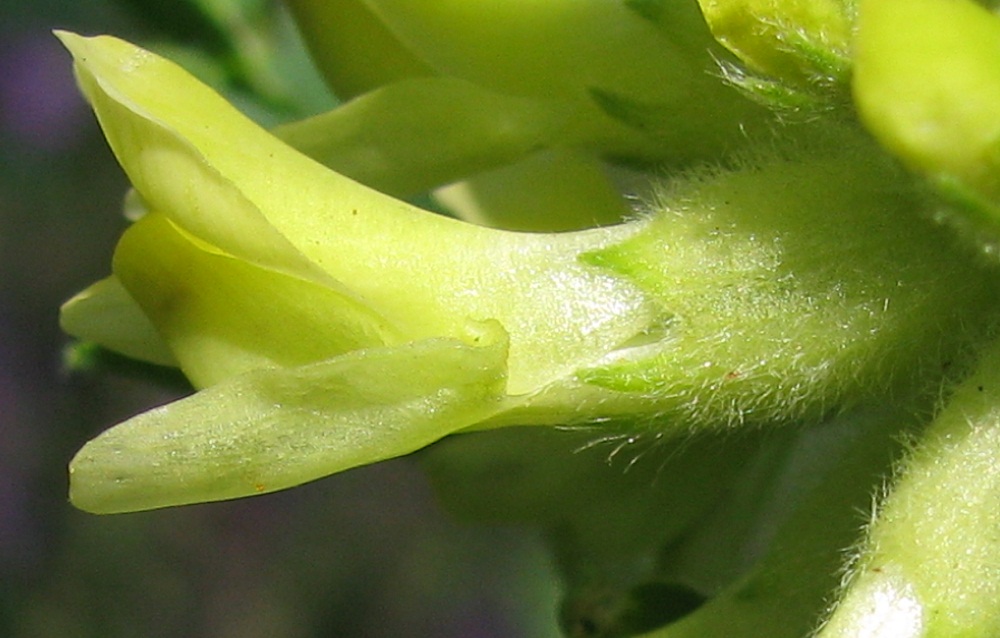 Изображение особи Astragalus ponticus.