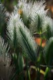 genus Hordeum