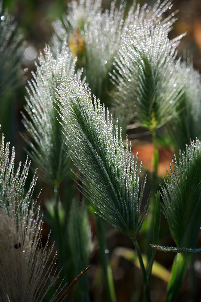 Image of genus Hordeum specimen.