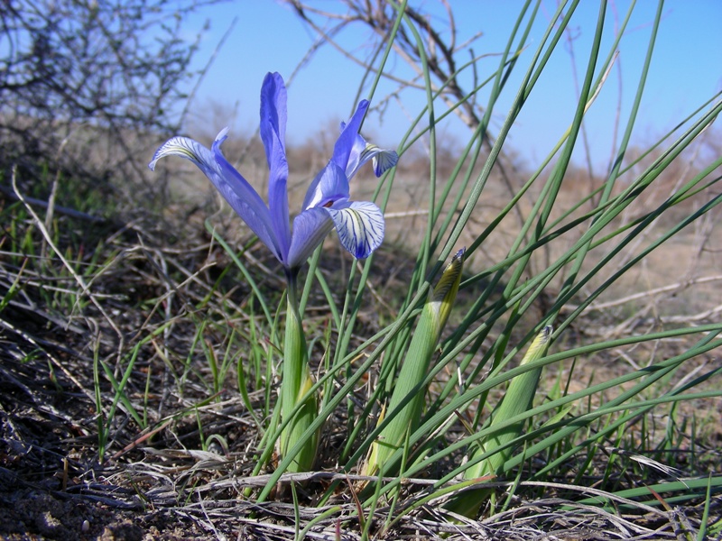 Image of Iris tenuifolia specimen.