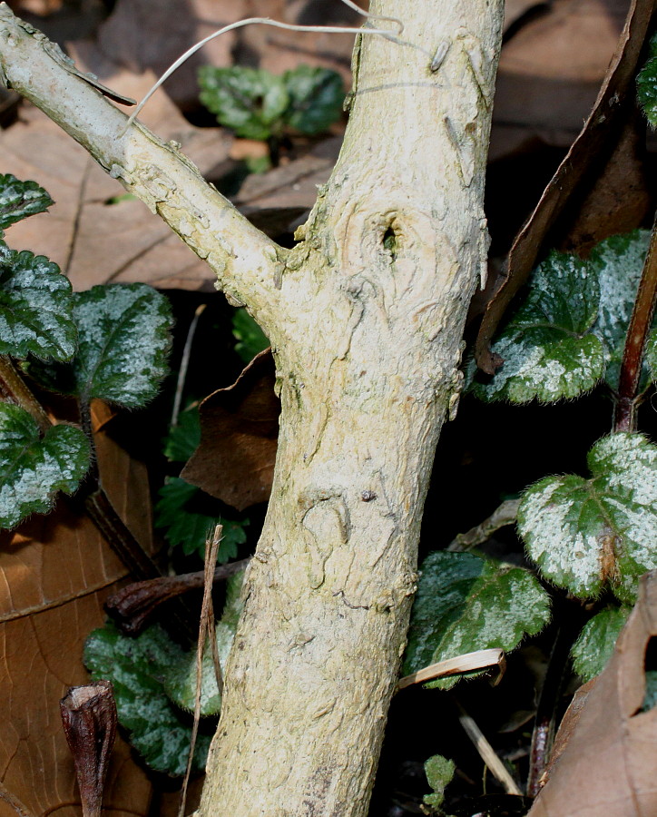 Изображение особи Buxus henryi.