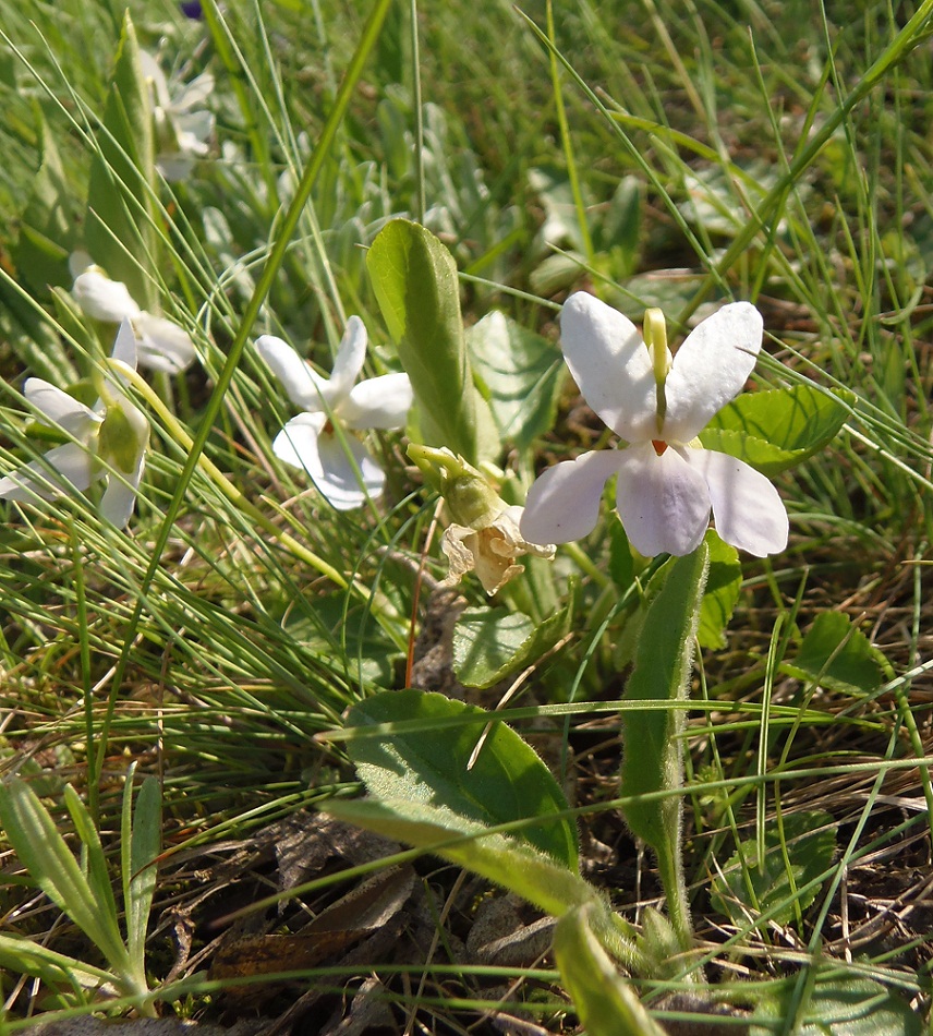 Image of Viola ambigua specimen.