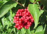 Sambucus racemosa. Соплодие. Тамбовская обл., Петровский р-н, д. Новая Васильевка, обочина дороги. 17.06.2012.