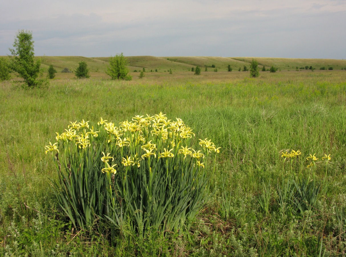 Изображение особи Iris halophila.