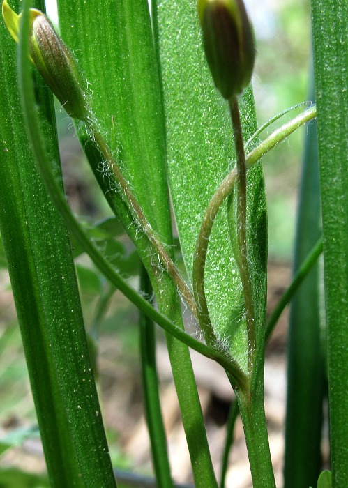 Image of Gagea granulosa specimen.