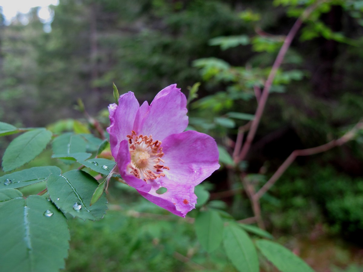 Изображение особи Rosa pendulina.