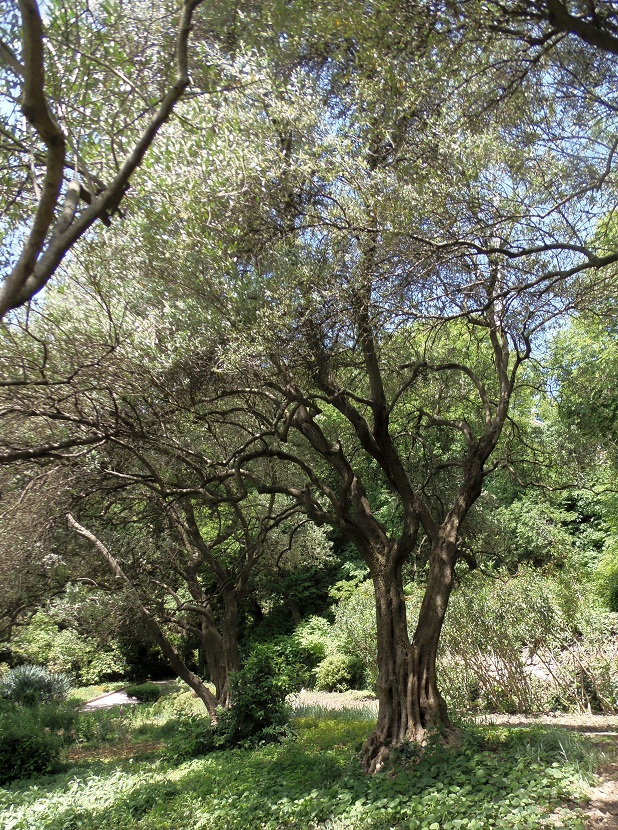 Image of Olea europaea specimen.