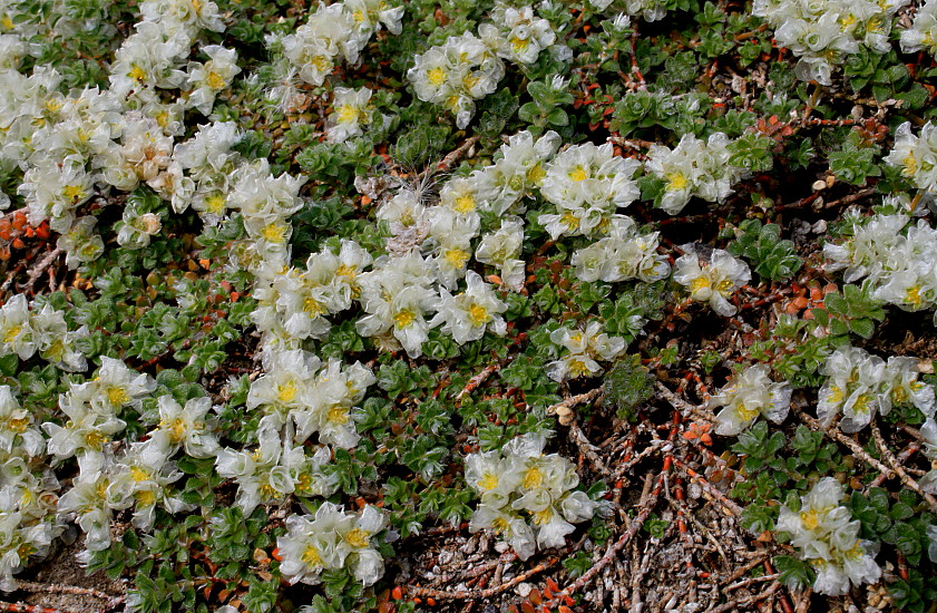 Image of Paronychia kapela ssp. serpyllifolia specimen.