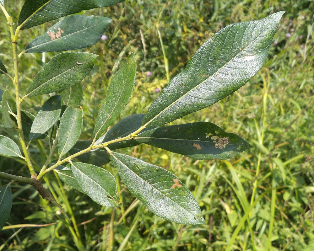 Image of Salix gmelinii specimen.