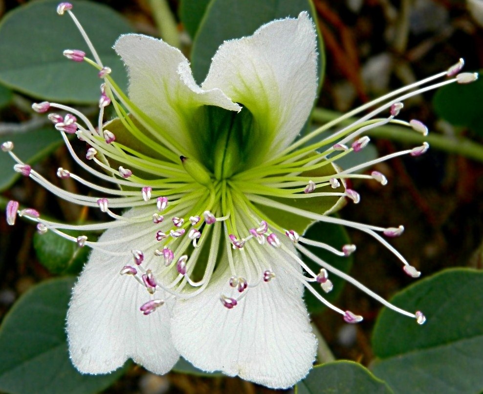 Image of Capparis herbacea specimen.