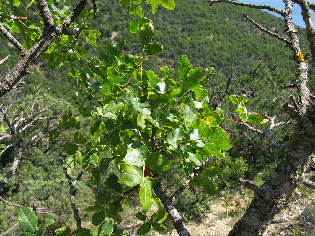 Image of Pistacia mutica specimen.
