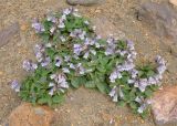 Pennellianthus frutescens