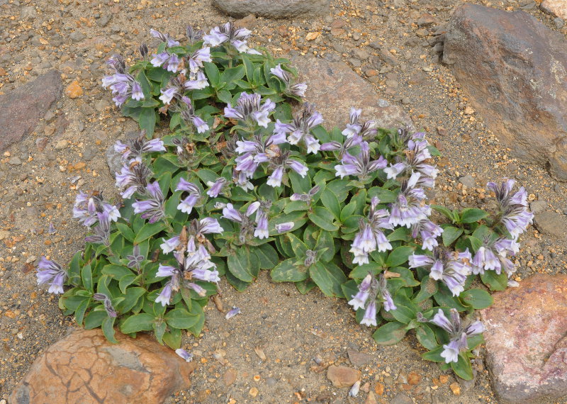 Image of Pennellianthus frutescens specimen.