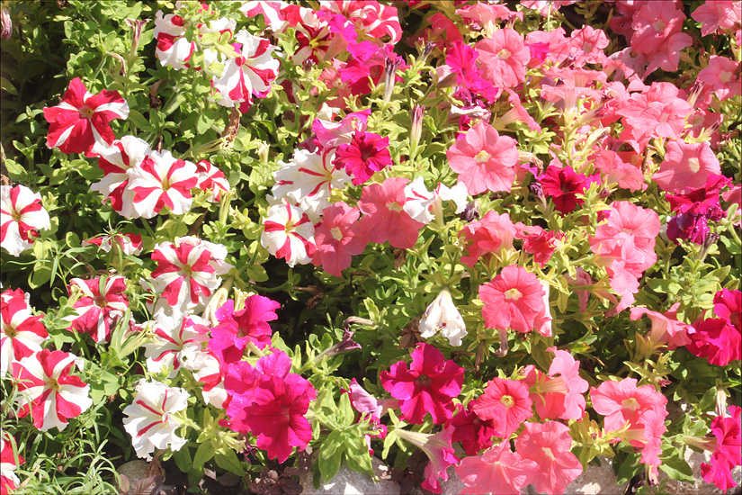 Изображение особи Petunia × atkinsiana.